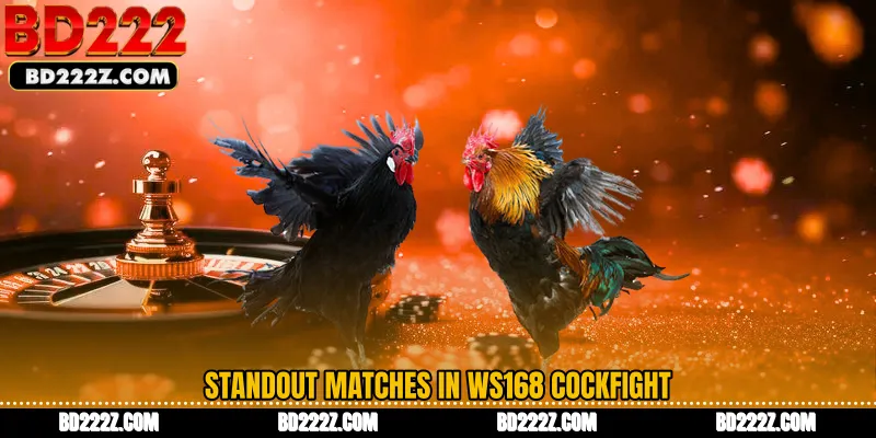 Standout Matches in WS168 Cockfight