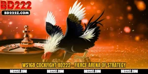 WS168 Cockfight BD222 - Fierce Arena of Strategy